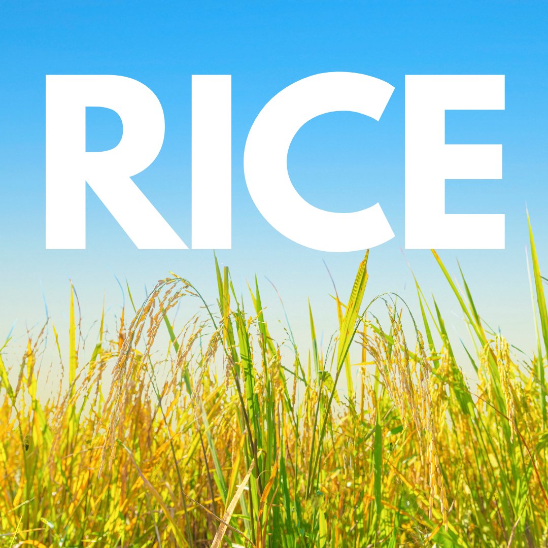 Rice - Kishalay Organics